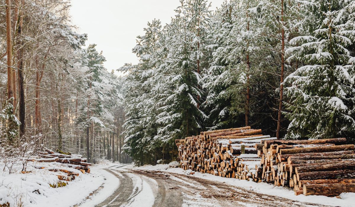 winter season and snow